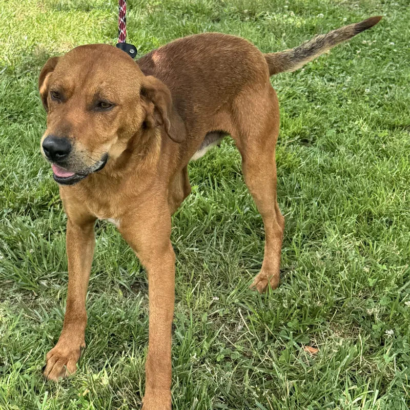 An adult medium-sized male Red / Chestnut / Orange Labrador Retriever dog named Red for adoption in Maynardville, TN