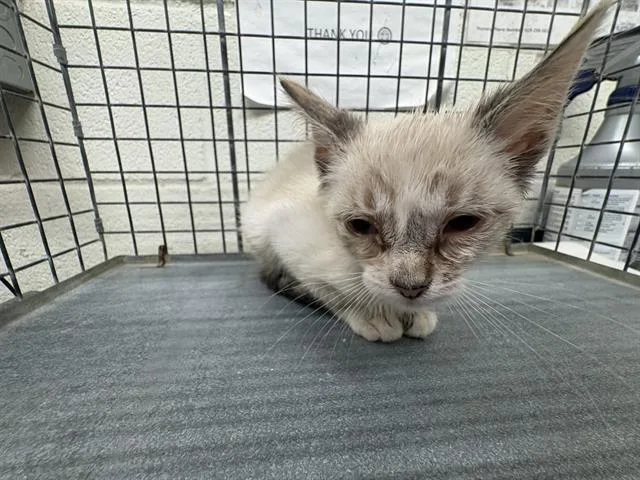 A baby small-sized female Siamese cat named A for adoption in Chula Vista, CA
