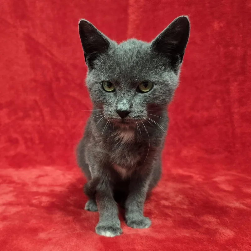A baby medium-sized male Russian Blue cat named Truett for adoption in Frankfort, IN