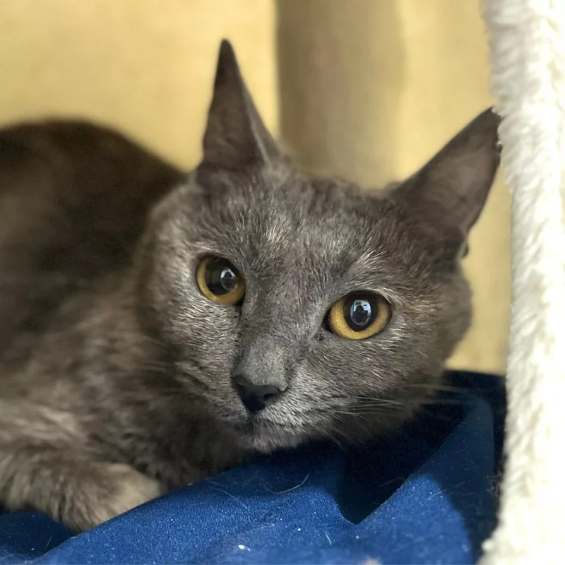 A young small-sized female Domestic Short Hair cat named Sadiya for adoption in Port Washington, NY