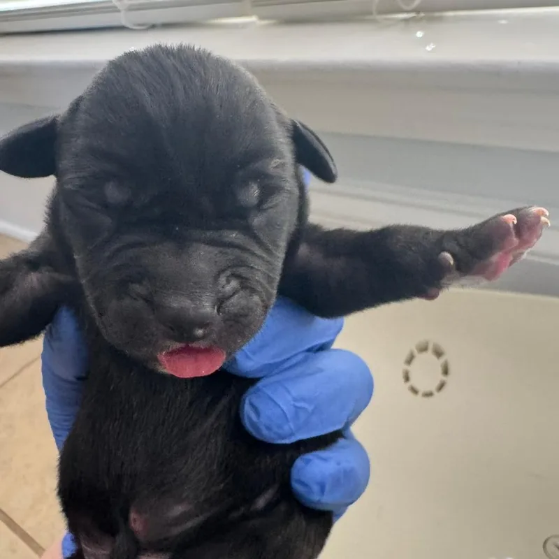 A baby small-sized male Brindle Mixed Breed dog named Leon for adoption in Columbus, GA