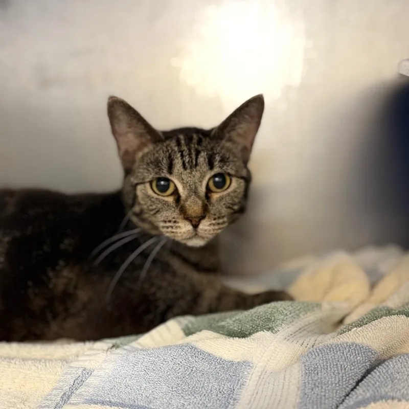 An adult medium-sized female Domestic Short Hair cat named Lilyana for adoption in Portage, MI