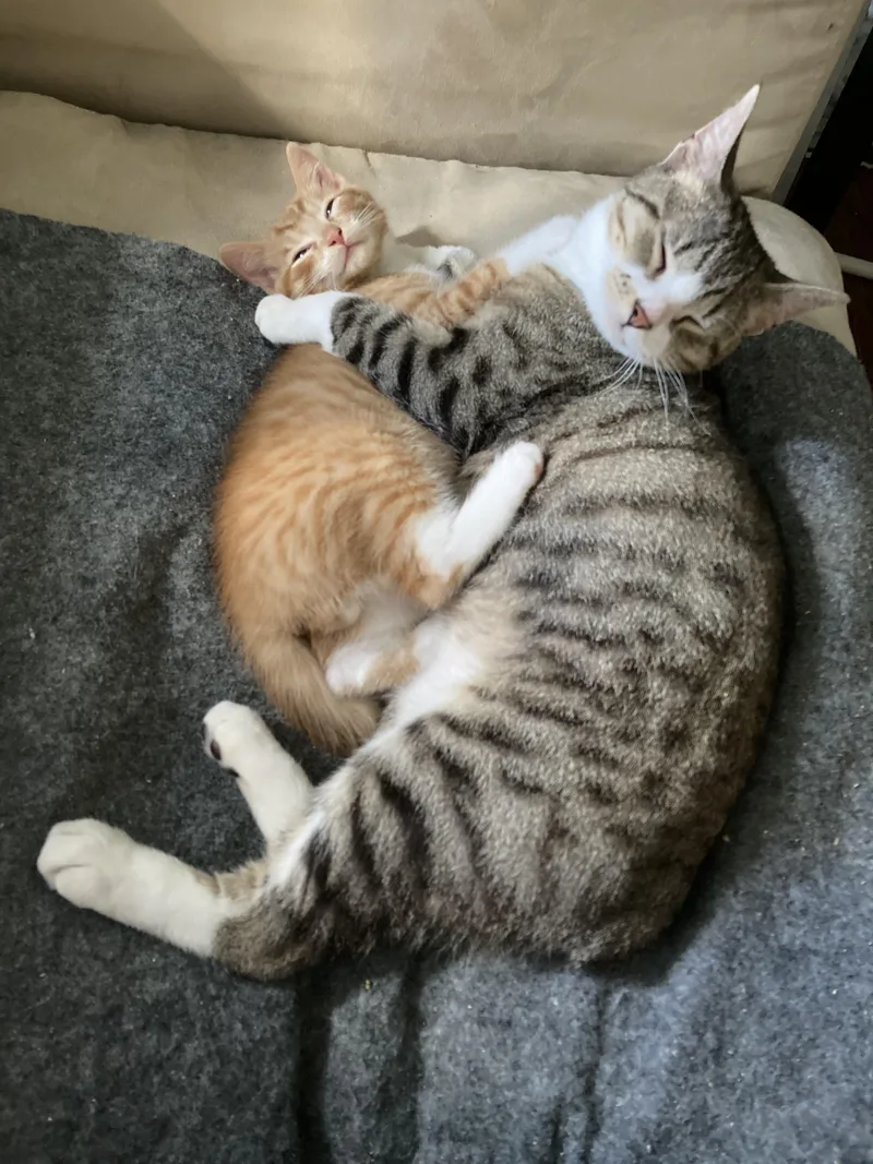 Tiggy Bella thumbnail 2