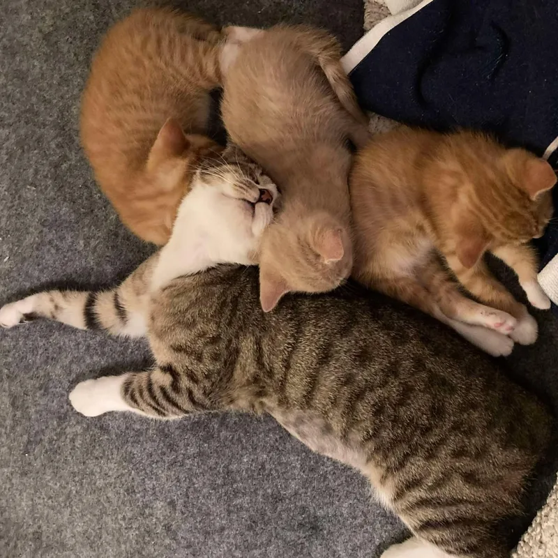 Tiggy Bella thumbnail 3