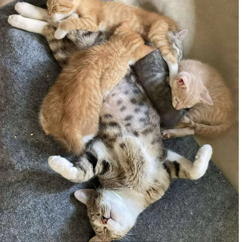 Tiggy Bella thumbnail 4