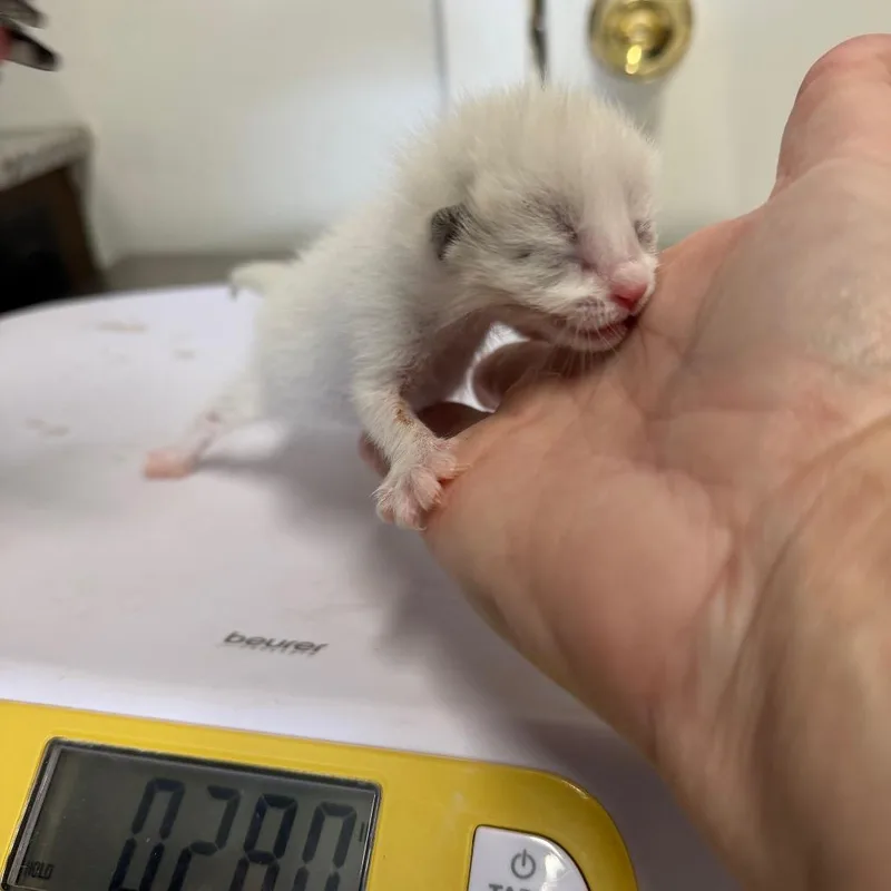 A baby small-sized male White Domestic Short Hair cat named Si for adoption in Floresville, TX