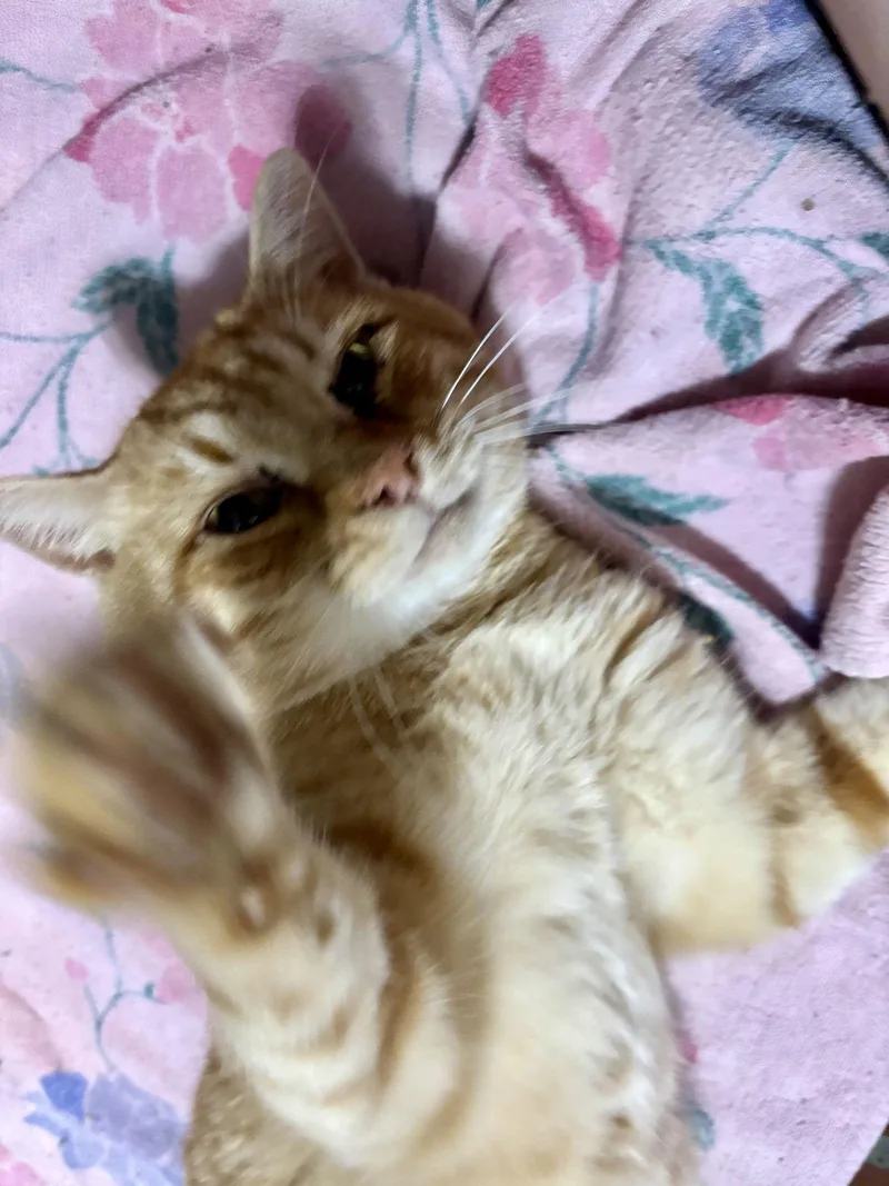 A young medium-sized male Domestic Short Hair cat named Acai for adoption in Camden, SC