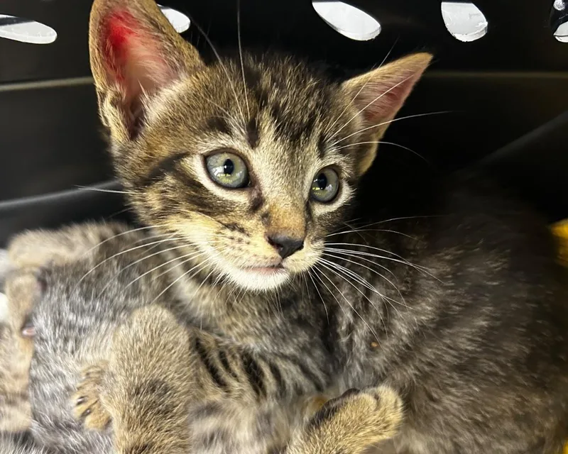 A baby small-sized male Tabby (Brown / Chocolate) Domestic Short Hair cat named Sterling for adoption in Raleigh, NC