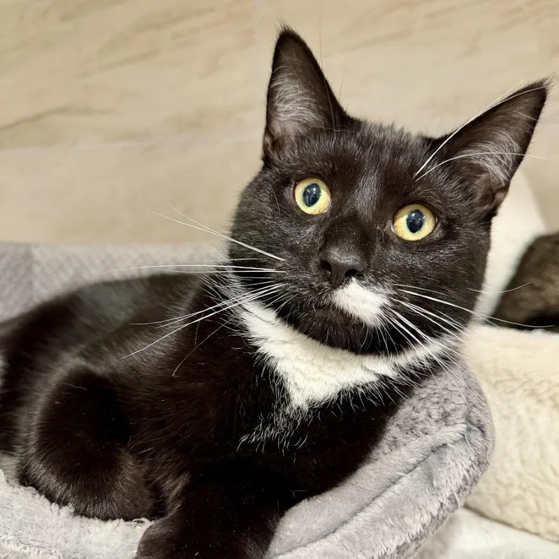 A young medium-sized male Black Domestic Short Hair cat named Dawson for adoption in Oyster Bay, NY