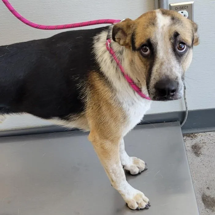 An adult medium-sized male Brown / Chocolate Mixed Breed dog named Arthur for adoption in Las Cruces, NM