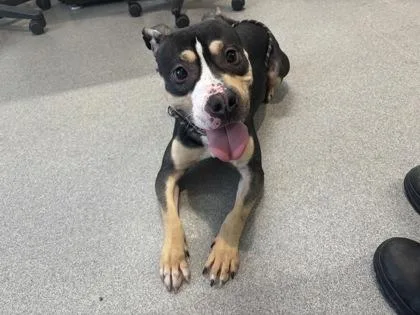 An adult medium-sized male Mixed Breed dog named Luke for adoption in West Chester, PA