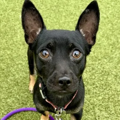 A young small-sized male Black Chihuahua dog named Fritto for adoption in Wichita, KS