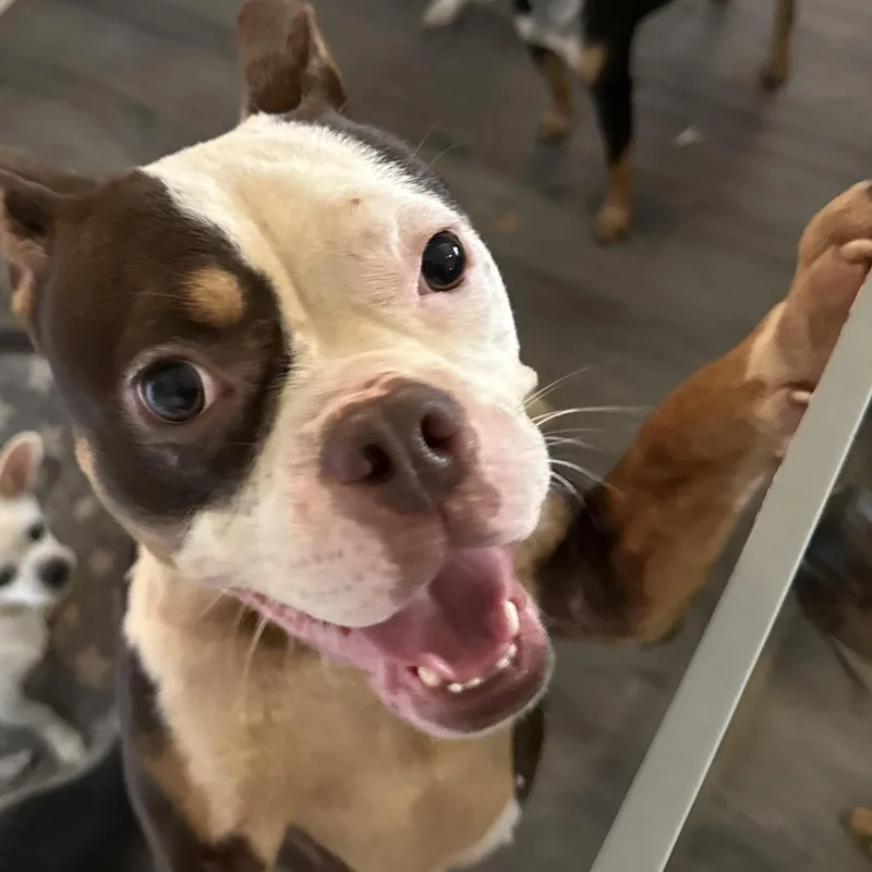An adult medium-sized female Brown / Chocolate Boston Terrier dog named Tasha for adoption in Folkston, GA