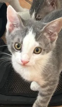 A baby small-sized male Domestic Short Hair cat named Fitz for adoption in Naples, FL