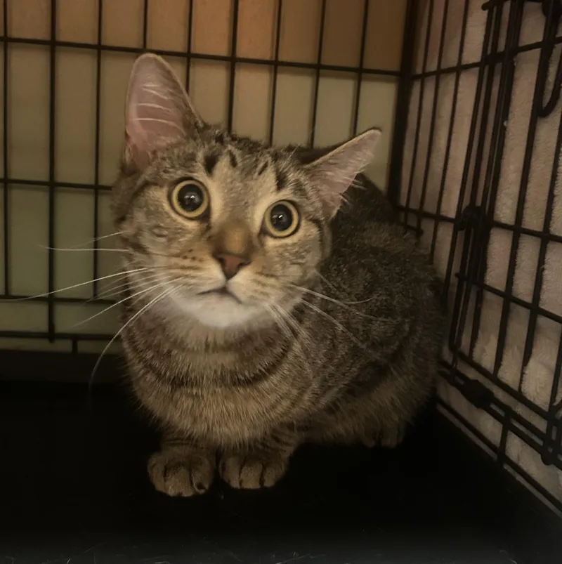 A young medium-sized male Tabby cat named Watson  Front Declawed for adoption in Muncie, IN