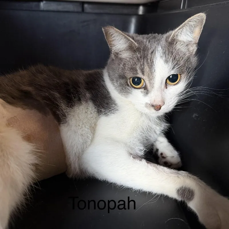 A young medium-sized female Domestic Short Hair cat named Tonopah for adoption in Las Vegas, NV