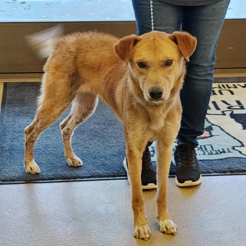 An adult medium-sized female Brown / Chocolate Labrador Retriever dog named Ellie for adoption in Upland, CA