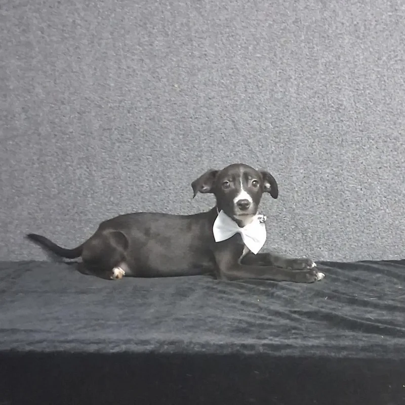 A baby medium-sized female Mixed Breed dog named Mindy for adoption in Medfield, MA