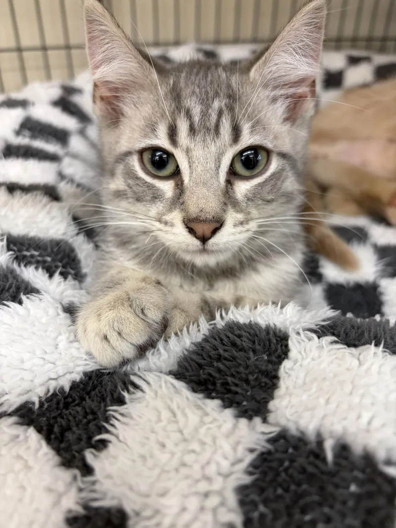 A baby medium-sized female Tabby cat named Nola for adoption in Smithtown, NY
