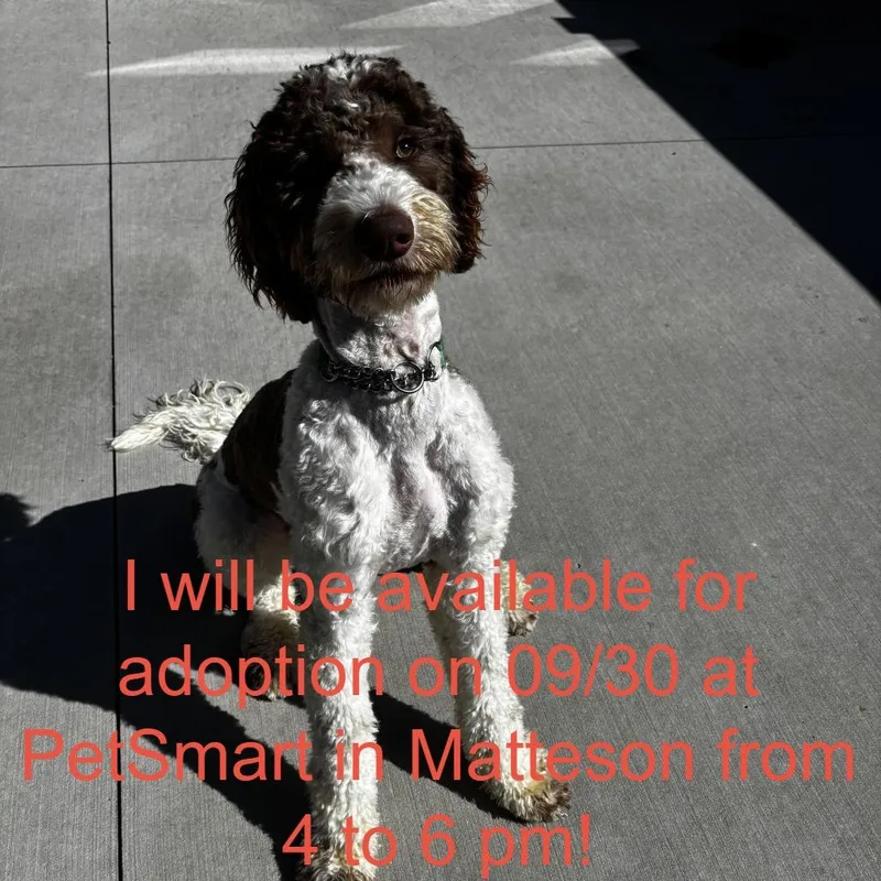 An adult medium-sized male Brown / Chocolate Poodle dog named Snickerdoodle for adoption in Matteson, IL