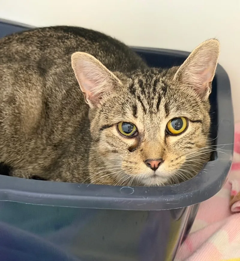A young medium-sized female Domestic Short Hair cat named Tabbs for adoption in Columbia, IL