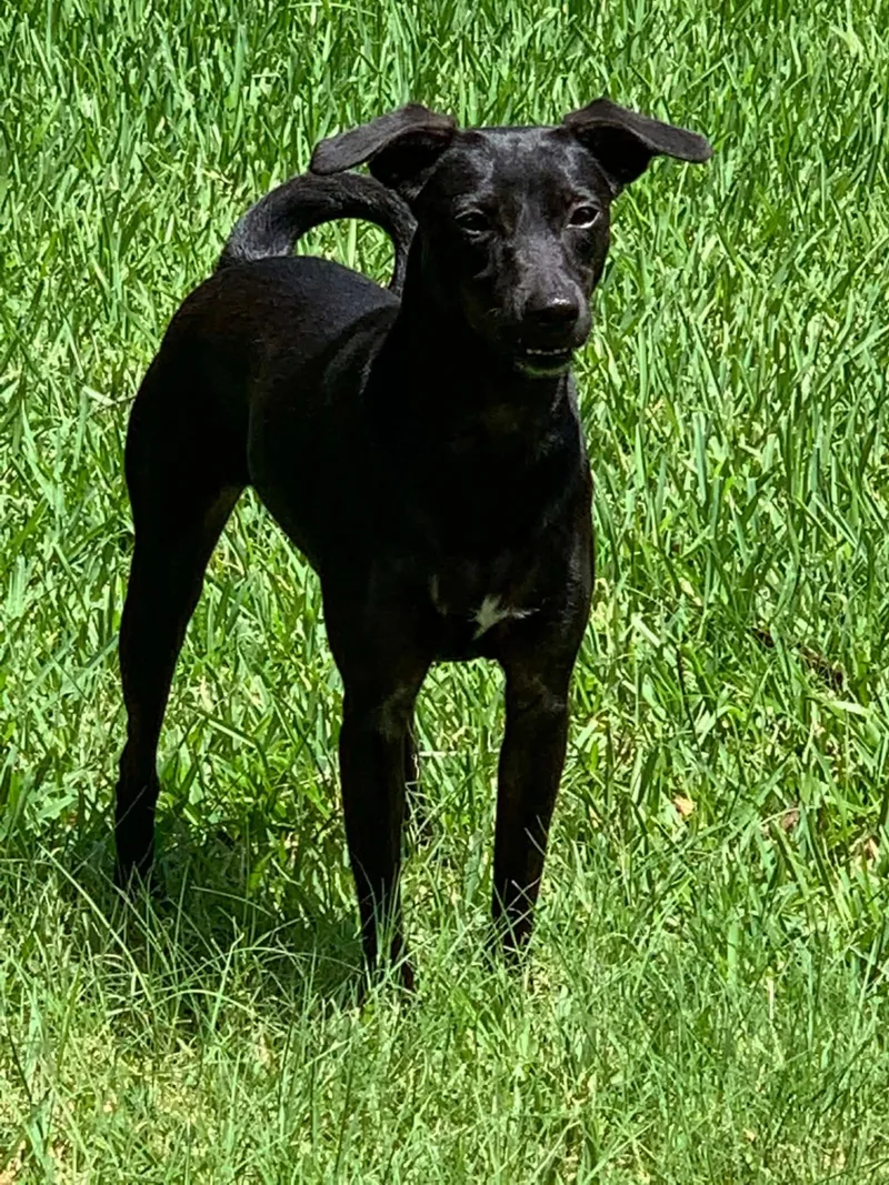 An adult medium-sized female Xoloitzcuintli / Mexican Hairless dog named Luna In Texas for adoption in Lansing, MI