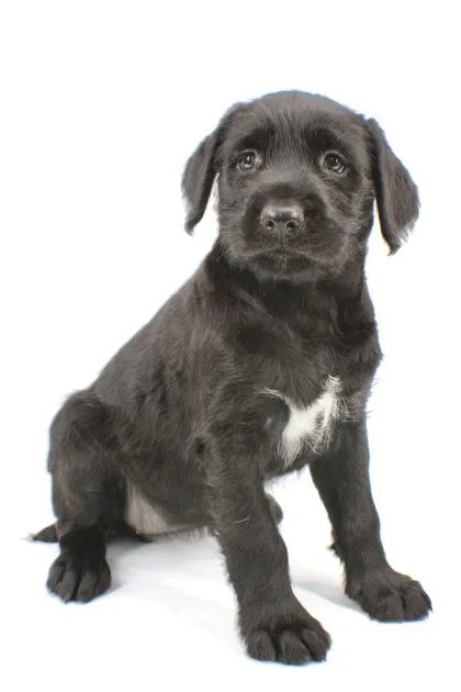 A baby medium-sized female Golden Retriever dog named Hazel for adoption in Morton Grove, IL