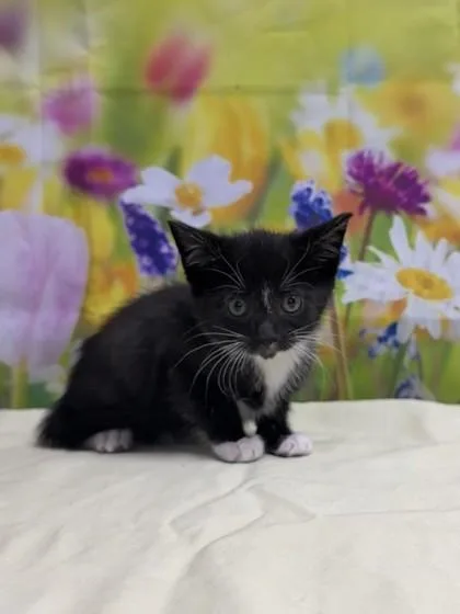 A baby small-sized female Domestic Short Hair cat named Delphine for adoption in San Antonio, TX