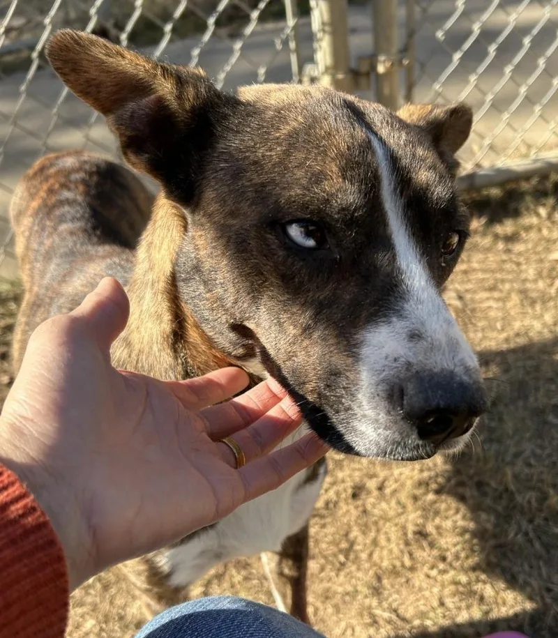 An adult medium-sized female Australian Cattle Dog / Blue Heeler dog named Kiwi for adoption in Nacogdoches, TX