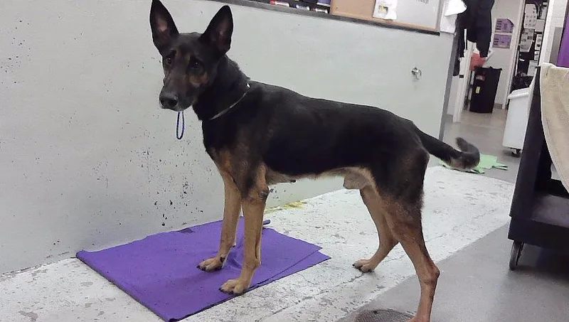 An adult medium-sized male German Shepherd Dog dog named Max for adoption in Houston, TX