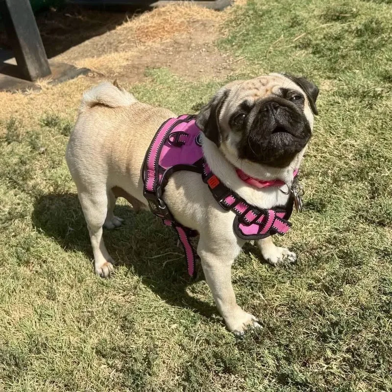 An adult small-sized female Pug dog named Buttercup for adoption in Allen, TX