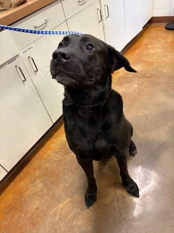 An adult large-sized male Labrador Retriever dog named Leo for adoption in Austin, TX
