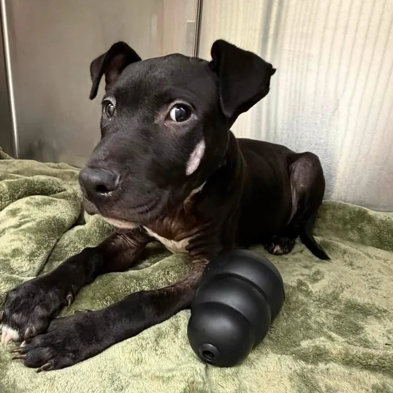 A baby medium-sized male Black Labrador Retriever dog named Monie for adoption in West Point, MS