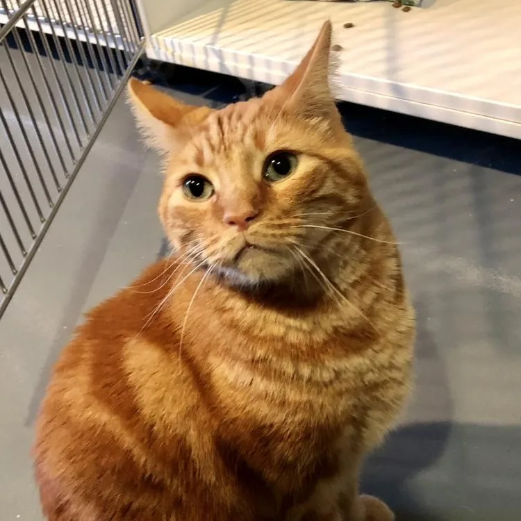 A young large-sized male Manx cat named Leo for adoption in Lodi, CA