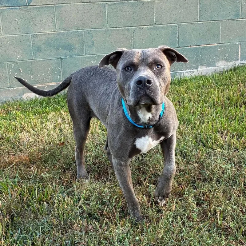 A young medium-sized male Gray / Blue / Silver Pit Bull Terrier dog named Rookie for adoption in Valley, AL