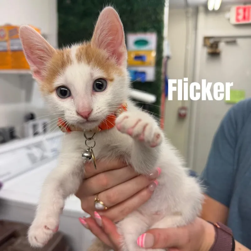 A baby small-sized male White Domestic Short Hair cat named Flicker Meet me at for adoption in Buffalo, MN