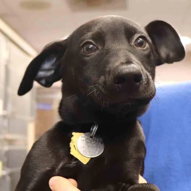 A baby small-sized male Mixed Breed dog named Roux for adoption in Port Washington, NY