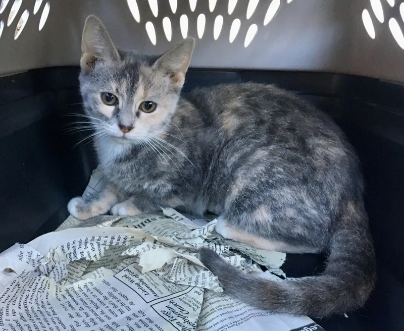 A young medium-sized female Dilute Calico Domestic Short Hair cat named Allium for adoption in Stuart, VA