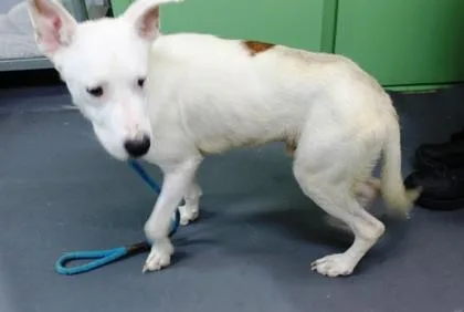 A young medium-sized male Terrier dog named Sam for adoption in Picayune, MS