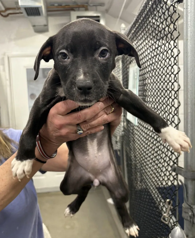 A young medium-sized female Terrier dog named Tianna  Months for adoption in Sterling, MA