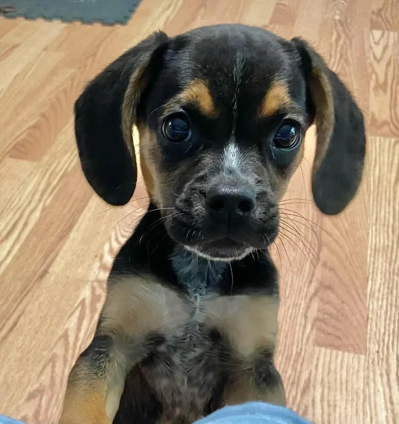A baby medium-sized male Beagle dog named Theo  Puppy Power for adoption in Rootstown, OH