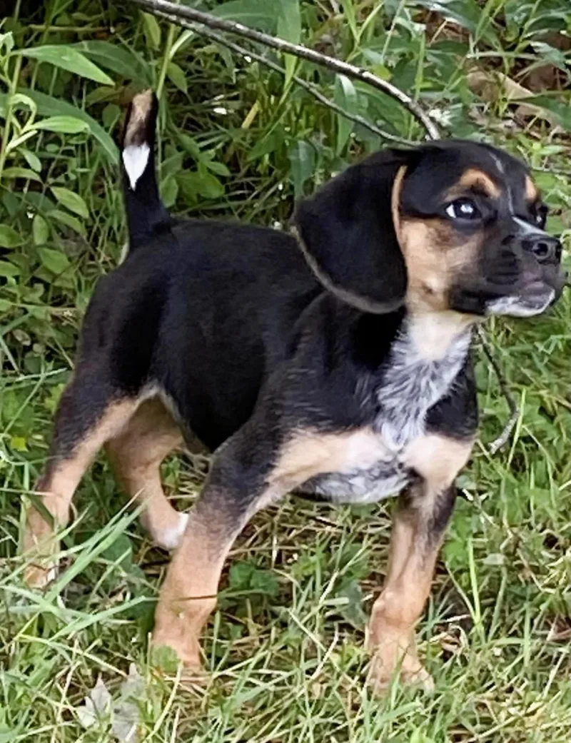 Theo  Puppy Power thumbnail 2