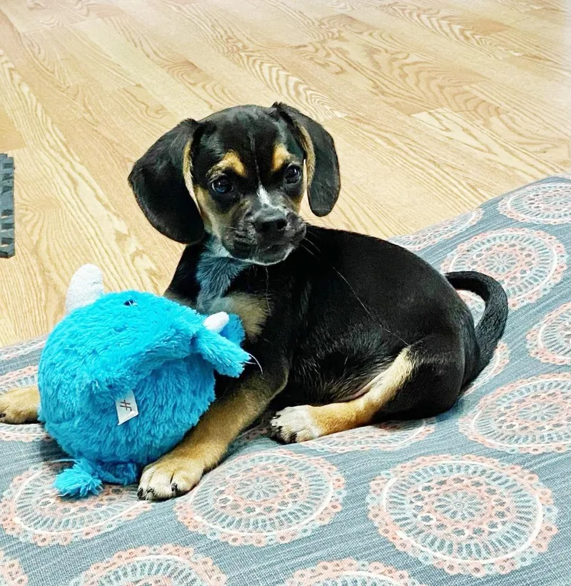 Theo  Puppy Power thumbnail 3