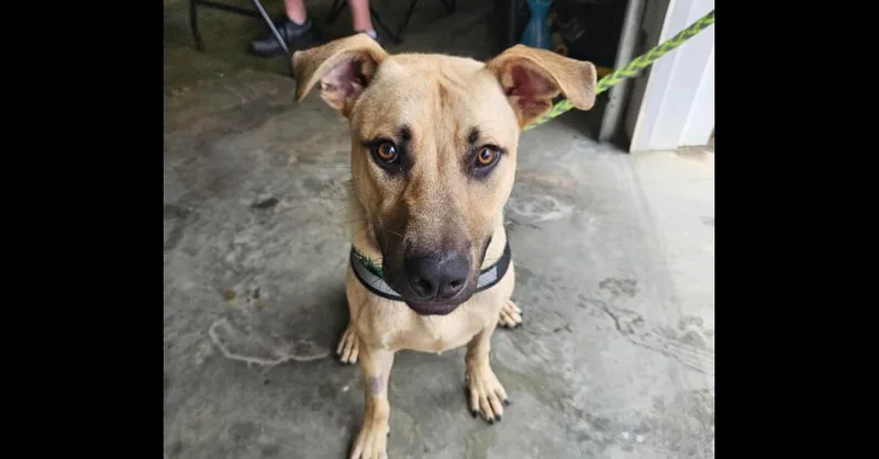 A young large-sized male Shepherd dog named Dexter for adoption in Youngsville, NC