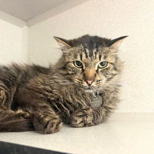 A young small-sized male Domestic Medium Hair cat named Charles for adoption in Aurora, CO