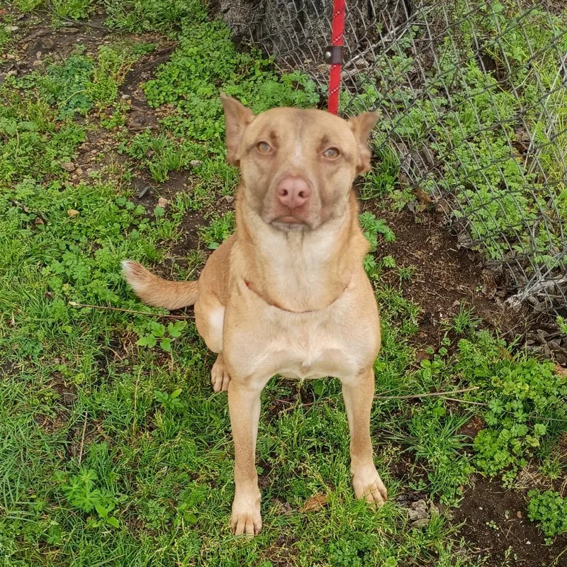An adult medium-sized female Yellow / Tan / Blond / Fawn Cattle Dog dog named Ellie D for adoption in Corsicana, TX