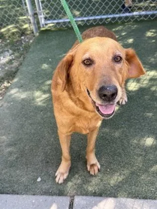 An adult large-sized female Labrador Retriever dog named Ruby for adoption in Picayune, MS