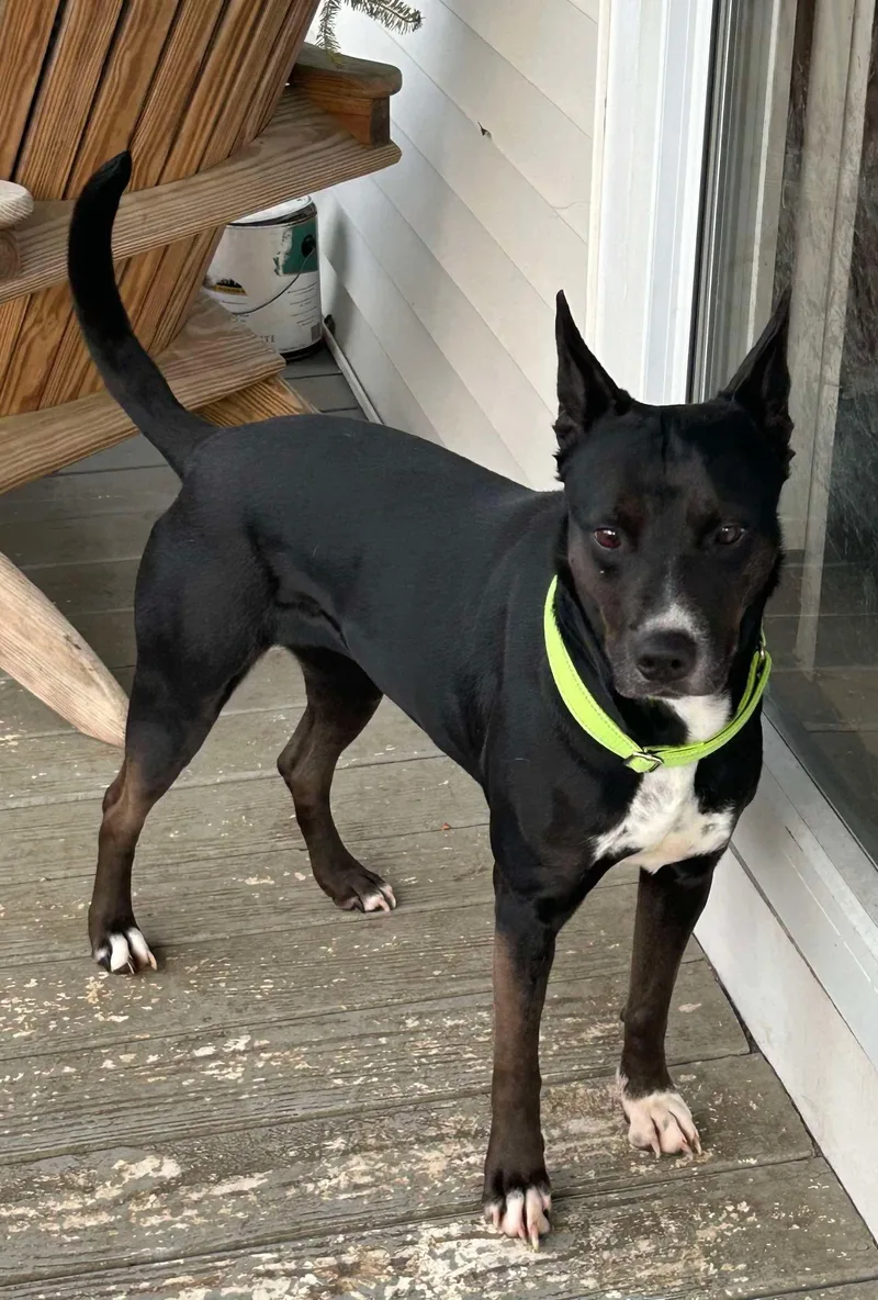 An adult medium-sized female Black Terrier dog named Diva for adoption in Sadler, TX