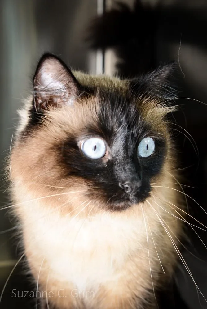 Potato Chip thumbnail 2