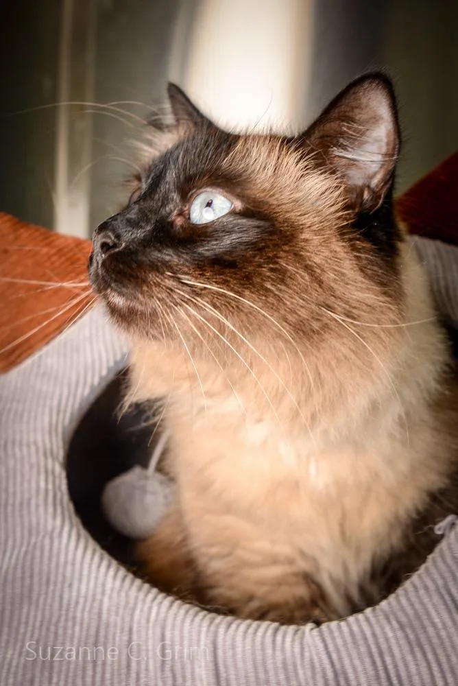 Potato Chip thumbnail 3